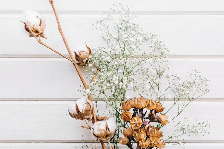 Dried Botanicals Wholesale